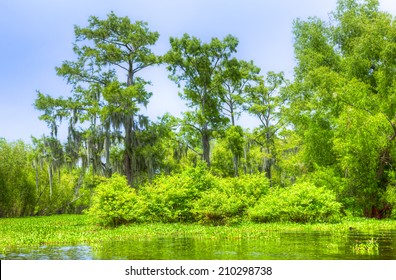 Swamp With Cypress Trees In Atchafalaya River Basin.