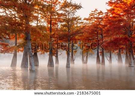 Swamp cypresses on lake with fog and morning sunshine. Taxodium distichum with red needles in United States.