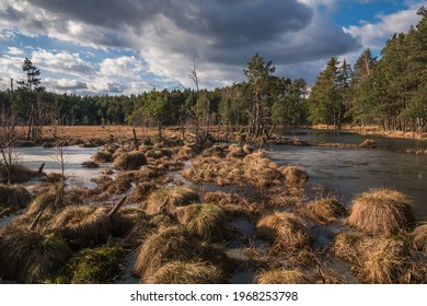 Swamp in the Czarci Dol reserve near Celestynow, Masovian Landscape Park, Poland