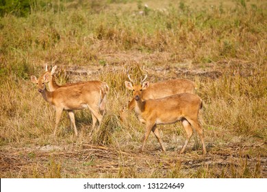 Swamp Deer In Kaziranga National Park