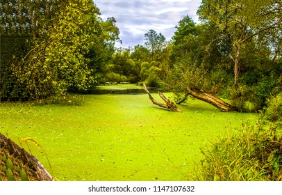 Swamp duckweed in the swamps