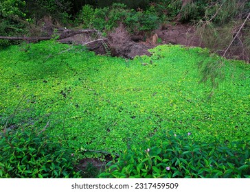 swamp filled with Invasive aquatic plants