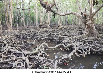 Swamp Forest