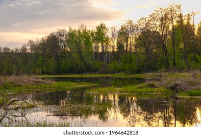 Swamp in the forest. Boggy lake. The sun rises. Sunsets. Over the forest. an area of low-lying, uncultivated ground where water collects; a bog or marsh.