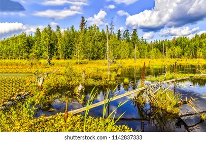 Swamp In Forest Of Florida