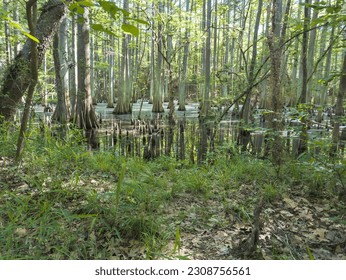 Swamp forest in Harris County, Texas.