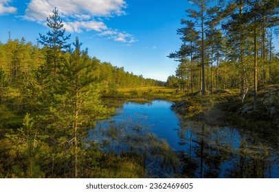Swamp in the forest in September. Forest swamp landscape. Backwater in forest swamp. Forest backwater landscape