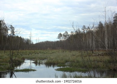 Swamp Forest In Ukraine Landscape