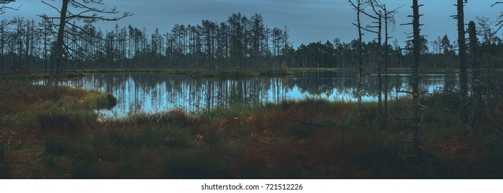 Swamp at gloomy weather in Latvia. Apocalyptic feeling hiking on a wooden trail through the bog with dark clouds. Swamp is surrounded with small lakes, junipers, plants and wildlife.