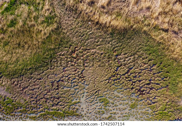 Swamp Grass Texture Above Stock Photo 1742507114 | Shutterstock