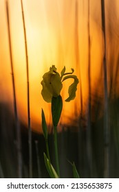 Swamp Iris In The Warm Backlight Of The Sun