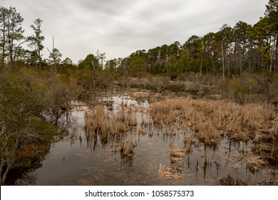 Swamp Lake And Trees In Jamestown, Virginia