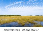 The Swamp land at Everglades National Park, Florida, United States