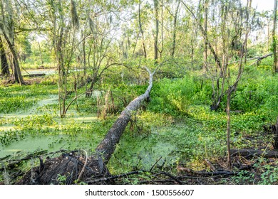 Swamp Land In South East Texas