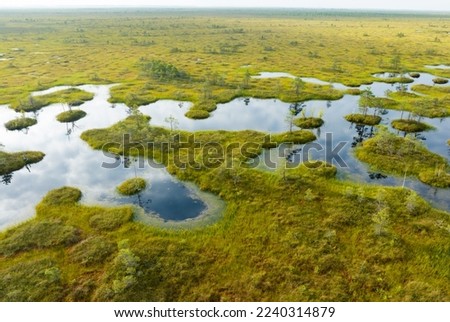 Swamp landscape, drone view. Yelnya Wild mire of Belarus. East European swamps and Peat Bogs. Ecological reserve in wildlife. Marshland with islands and pine trees. Swampy land, wetland, marsh, bog.