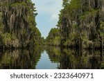 swamp landscape in the Okefenokee National Wildlife Refuge in Georgia