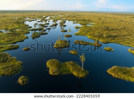 Swamp landscape. Wild mire Yelnya of Belarus. East European swamps and Peat Bogs. Ecological reserve in wildlife. Marshland with islands and pine trees. Swampy land and wetland, marsh, bog.