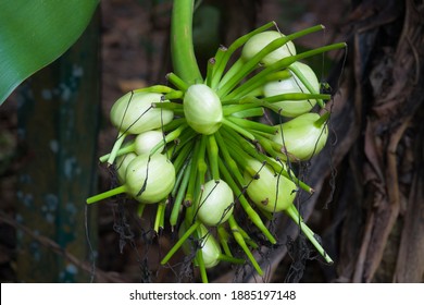 834 Cow lily Images, Stock Photos & Vectors | Shutterstock