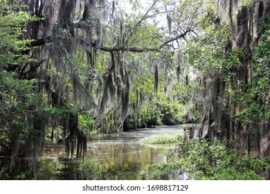 Swamp In The Louisiana Bayou