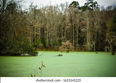 Audubon Swamp Garden Images Stock Photos Vectors Shutterstock