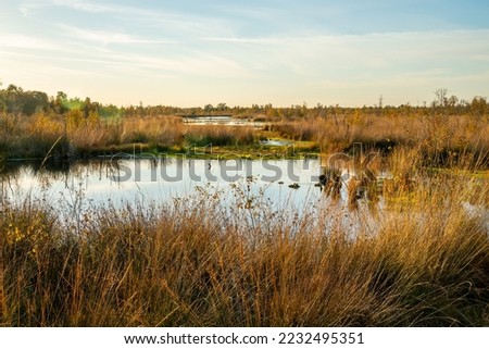 Swamp in a marshland in Bargerveen, Netherlands

