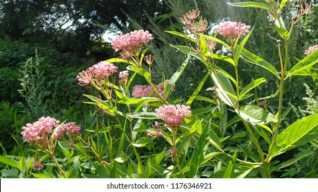 Swamp Milkweed (Asclepias Incarnata)
