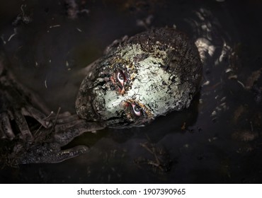 Swamp monster. A fabulous creature in a dark swamp. Scary creature at night.  - Shutterstock ID 1907390965
