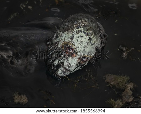 Swamp monster. A fabulous creature in a dark swamp. Scary creature at night. 