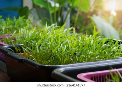The Swamp Morning Glory (Chinese Water Spinach) sprouts are growing on plastic basket. The microgreens are a live food, which makes many nutrients more available for digestion and assimilation.       