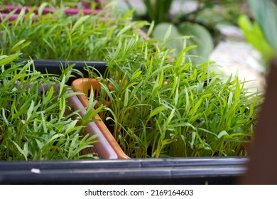 The Swamp Morning Glory (Chinese Water Spinach) sprouts are growing on plastic basket. The microgreens are a live food, which makes many nutrients more available for digestion and assimilation.      