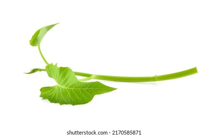 Swamp Morning Glory On White Background