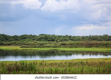 A Swamp In Myakka River State Park