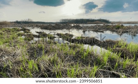 swamp pond in the park. green grass a flooded wetland landscape. landscape lake natural swamps park lifestyle nature. environmental protection concept swamp in the park