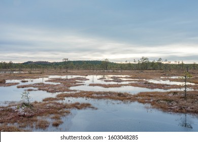 Swamp pools surrounded by poor plants and pines resembling natural bonsai trees. Reflections on clean water. Typical moorland landscape that is difficult to trespass. Suursoo raised bog in Estonia.