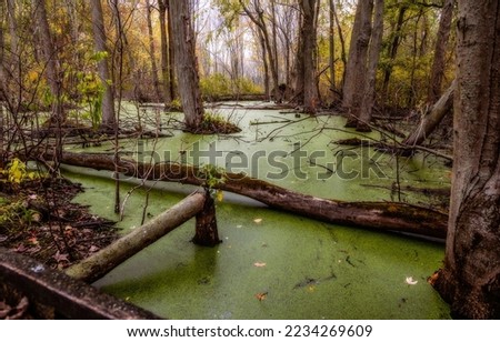 A swamp with a quagmire in the autumn forest. Autumn forest swamp. Quagmire in autumn forest swamp. Swamp in autumn forest