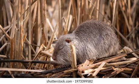 Rat pictures swamp Muskrat