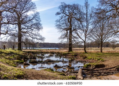 Swamp In Richmond Park, London