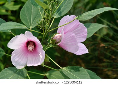 Swamp Rose Mallow. Hibiscus Moscheutos