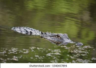 993 Murky swamp Images, Stock Photos & Vectors | Shutterstock