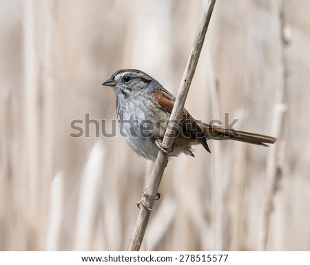 Swamp Sparrow