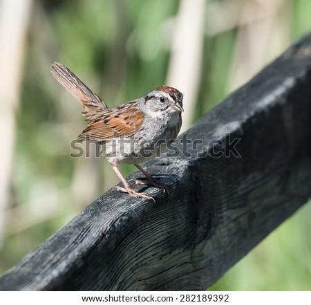 Swamp Sparrow