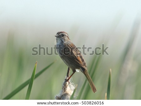 Swamp Sparrow
