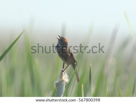 Swamp Sparrow