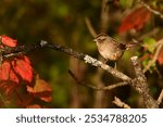 Swamp Sparrow sits perched on a twig in front of colorful fall foilage