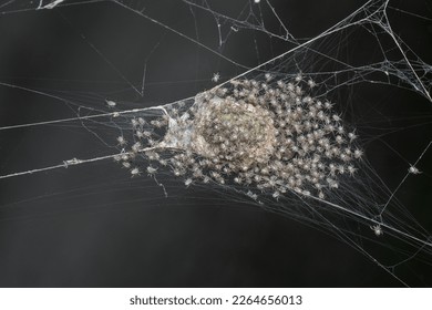 swamp of spiderlings and eggs spiders on the sac nest. 

