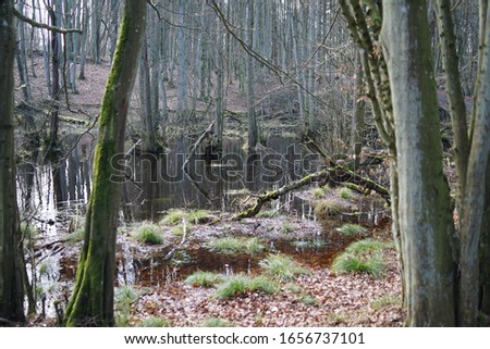 Swamp, swampland in Jasmund national park                             
