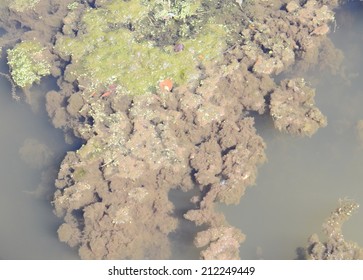 swamp texture