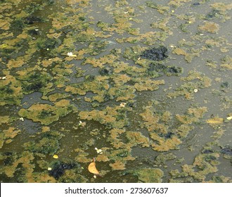 Swamp Texture