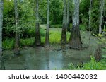 A swamp at Tickfaw State Park, located 7 mi (11 km) west of Springfield, in Livingston Parish, Louisiana, USA.