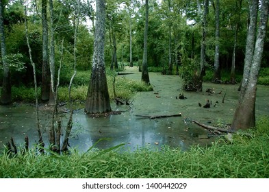 A Swamp At Tickfaw State Park, Located 7 Mi (11 Km) West Of Springfield, In Livingston Parish, Louisiana, USA.